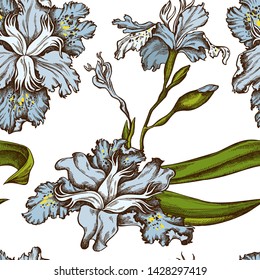 Seamless pattern with hand drawn colored iris japonica