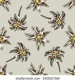 Seamless pattern with hand drawn colored edelweiss