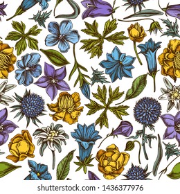 Seamless pattern with hand drawn colored bellflower, edelweiss, globethistle, globeflower, meadow geranium, gentiana