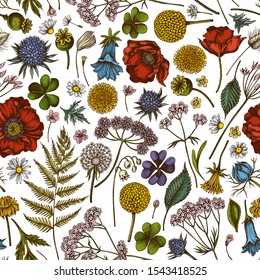 Seamless pattern with hand drawn colored shepherd's purse, heather, fern, wild garlic, clover, globethistle, gentiana, astilbe, craspedia, lagurus, black caraway, chamomile, dandelion, poppy flower