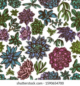 Seamless pattern with hand drawn colored succulent echeveria, succulent echeveria, succulent