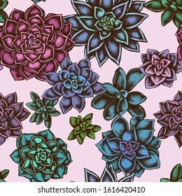 Seamless pattern with hand drawn colored succulent echeveria