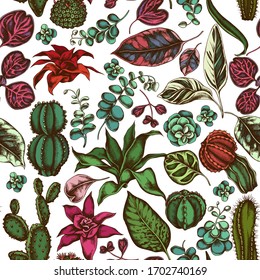 Seamless pattern with hand drawn colored ficus, iresine, kalanchoe, calathea, guzmania, cactus