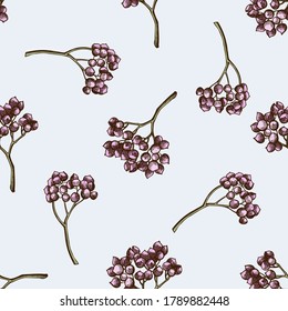 Seamless pattern with hand drawn colored rosemary everlasting