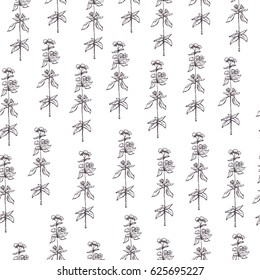 Seamless pattern with hand drawn dry herbs. Sketch of anise with flowers and with leaves. Vector stock illustration. Wrapping paper. White background, 