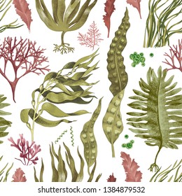 Seamless pattern with hand drawn edible algae. Vector illustration