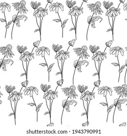 Seamless pattern with hand drawn flowers echinacea