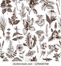 Seamless pattern with hand drawn herbs and spices.  Vector background with Botanical drawings. Vintage Medicinal Plants illustration. Engraved style.
