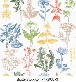 Seamless pattern with hand drawn herbs and spice collection.  Vector background with Botanical sketch. Vintage Medicinal and Poisonous Plants illustration.