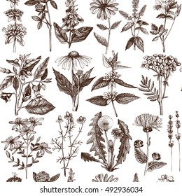 Seamless pattern with hand drawn herbs and spice collection.  Vector background with Botanical sketch. Vintage Medicinal and Poisonous Plants illustration.