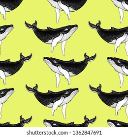Seamless pattern with Hand drawn humpback whales. Vector with animal underwater. Illustration for wallpaper, web page background, surface textures, textile.