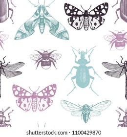 Seamless pattern with hand drawn insects illustrations. Vintage butterflies, beetles, cicada, bumblebee and dragonfly sketch. Vector background with entomological drawings.