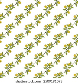 Seamless pattern with hand drawn Japanese kerria or Japanese rose Kerria japonica, ornamental and medicinal plant. Vector illustration