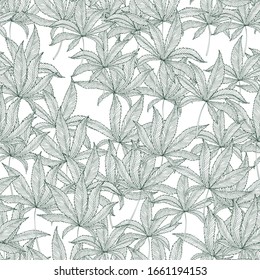 Patrón sin foco con hojas de marihuana dibujadas a mano aisladas en fondo blanco. Legalización del cannabis médico. Plantilla para el diseño textil, materiales de embalaje. Vector