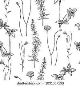 Seamless pattern with hand drawn meadow flowers. Vector illustration. 