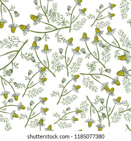Seamless pattern with hand drawn medicinal plants. Vector herbal background