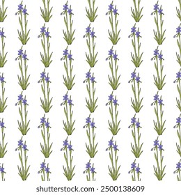 Seamless pattern with hand drawn narrow-leaf blue-eyed-grass (Sisyrinchium angustifolium), ornamental plant. Vector illustration