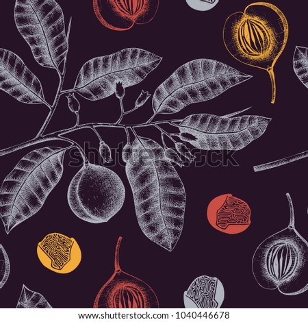 Seamless pattern with hand drawn nutmeg tree leaves, fruit and seeds. Vector background with spice plants. Aromatic and tonic elements illustration.