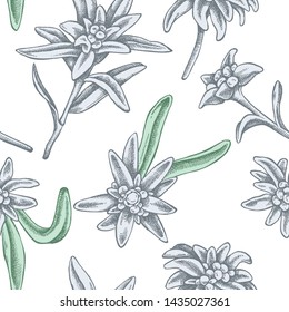 Seamless pattern with hand drawn pastel edelweiss