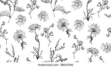 Patrón inoxidable con plantas dibujadas a mano. Vector. Fondo herbal. Ilustración botánica. 
Fondo transparente con manzanilla