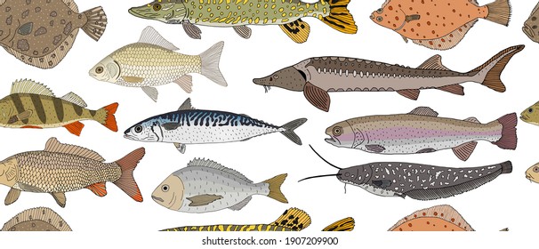 Seamless pattern of hand drawn river and sea fish. Turbot and pike and flounder and perch and crucian carp and sturgeon, carp and mackerel, Dorado, rainbow trout and catfish. Vector illustration