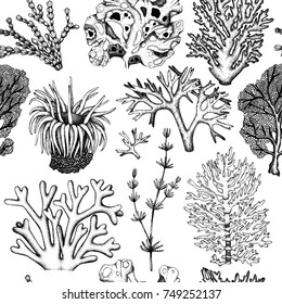 Seamless pattern with hand drawn seaweeds, corals , shells sketch. Vector background with underwater natural elements. Vintage sealife illustration.