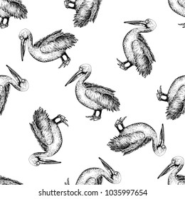 Seamless pattern of hand drawn sketch style pelican. Vector illustration isolated on white background.