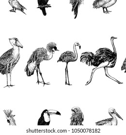 Seamless pattern of hand drawn sketch style exotic birds isolated on white background. Vector illustration.