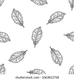 Seamless pattern of hand drawn sketch style Bay leaf.Vector illustration isolated on white background 