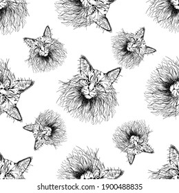 Seamless pattern of hand drawn sketch style Maine Coon cats isolated on white background. Vector illustration.