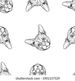 Patrón sin inconvenientes de dibujo a mano estilo Sphynx gato aislado en fondo blanco. Ilustración vectorial.