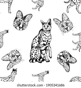 Seamless pattern of hand drawn sketch style Servals and Savannah Cats isolated on white background. Vector illustration.