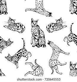 Seamless pattern of hand drawn sketch style bengal cats and servals. Vector illustration isolated on white background.