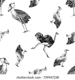 Seamless pattern of hand drawn sketch style shoebill, African vulture and ostrich. Vector illustration isolated on white background.