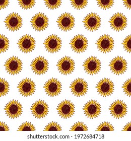 Seamless pattern of hand drawn sunflower heads yellow on white background. Botanical floral vector illustration