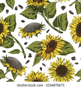 Seamless pattern with hand drawn sunflowers sketch style, vector illustration on white background. Natural organic plant, decorative design for wrapping and packaging, web and print