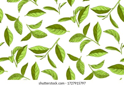 Seamless pattern with hand drawn tea leaves and branches. Vector illustration