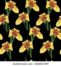 Patrón sin brillo con flores de tigridia amarillas dibujadas a mano sobre fondo negro.