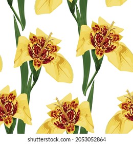 Seamless pattern with hand drawn yellow tigridia flowers on white background.