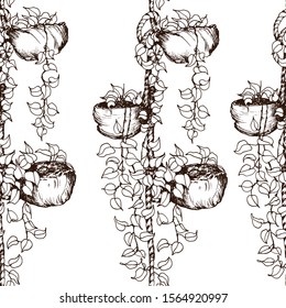 Seamless pattern with hanging house plants. Hand drawn vector illustration on white background.