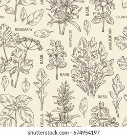 Seamless pattern with herbs: arugula, rosemary, basil, cilantro and marjoram.  Vector hand drawn illustration