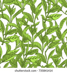 seamless pattern with herbs, vector illustration hand-drawn  leaves and branches of tea