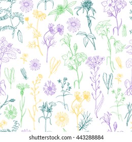 Seamless pattern with herbs and wild flowers. Vector illustration for your design