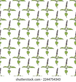 Patrón sin foco con Sagrada Cuenca, o tulasi (Ocimum tenuiflorum), planta comestible y medicinal. Ilustración del vector