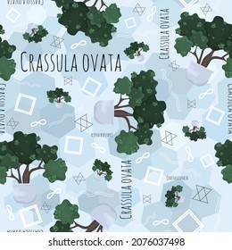 Seamless pattern with home plant Crassula Ovata. Cartoon flat illustration on light blue background with linear elements, text and potted flowers. Pattern with succulents for printing.