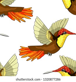 seamless pattern Hummingbird Chrysolampis mosquitus Ruby bird small  vector illustration
