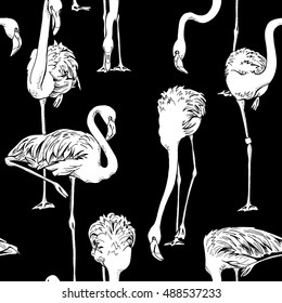 Seamless pattern with image of Flamingo on a black background. Vector illustration.