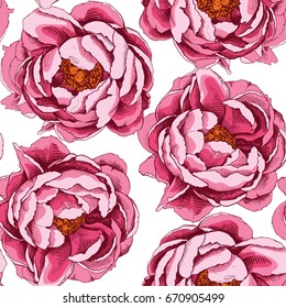Seamless pattern with image of a pink Peony Cytherea. Vector illustration.