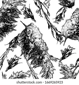 seamless pattern with images of dry grass and fluffy autumn plants, sketch vector graphics monochrome illustration on a white background