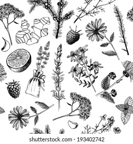 Seamless pattern with ink hand drawn medicinal herbs and plants isolated on white